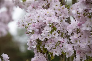  - Prunus serrulata 'Amanogawa'