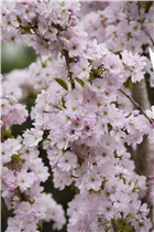  - Prunus serrulata 'Amanogawa'