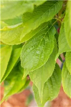  - Prunus serrulata 'Amanogawa'