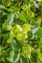 - Ptelea trifoliata  - Ptelea trifoliata