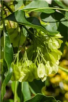 - Ptelea trifoliata  - Ptelea trifoliata