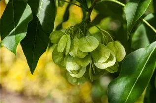 - Ptelea trifoliata  - Ptelea trifoliata