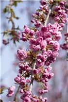 - Prunus serrulata 'Kiku-shidare-zakura'  - Prunus serrulata 'Kiku-shidare-zakura'