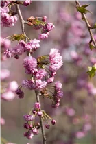 - Prunus serrulata 'Kiku-shidare-zakura'  - Prunus serrulata 'Kiku-shidare-zakura'