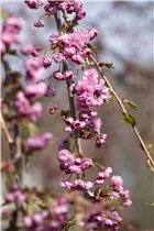 - Prunus serrulata 'Kiku-shidare-zakura'  - Prunus serrulata 'Kiku-shidare-zakura'