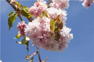 - Prunus serrulata 'Kiku-shidare-zakura'  - Prunus serrulata 'Kiku-shidare-zakura'