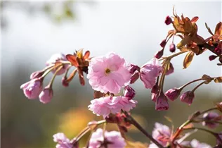 - Prunus serrulata 'Kiku-shidare-zakura'  - Prunus serrulata 'Kiku-shidare-zakura'