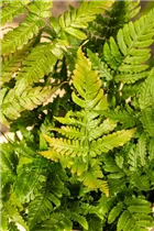  - Pteris dentata