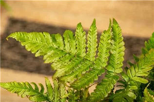  - Pteris dentata