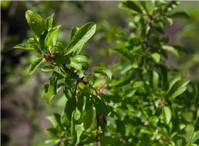  - Prunus spinosa