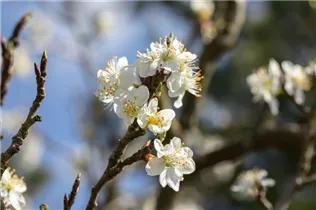  - Prunus spinosa