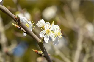  - Prunus spinosa
