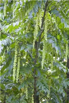  - Pterocarya fraxinifolia