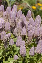  - Ptilotus exaltatus 'Joey'®