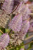  - Ptilotus exaltatus 'Joey'®