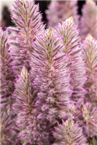  - Ptilotus exaltatus 'Joey'®