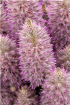  - Ptilotus exaltatus 'Joey'®