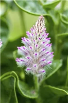  - Ptilotus exaltatus 'Joey'®