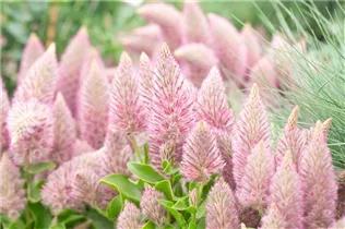  - Ptilotus exaltatus 'Joey'®