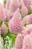  - Ptilotus exaltatus 'Joey'®