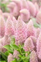  - Ptilotus exaltatus 'Joey'®