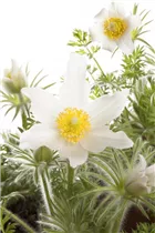  - Pulsatilla vulgaris 'Alba'