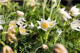  - Pulsatilla vulgaris 'Alba'