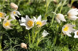  - Pulsatilla vulgaris 'Alba'