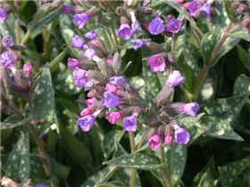  - Pulmonaria longifolia