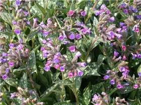  - Pulmonaria longifolia
