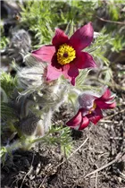 - Pulsatilla vulgaris 'Rote Glocke'  - Pulsatilla vulgaris 'Rote Glocke'