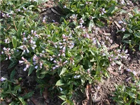  - Pulmonaria longifolia 'Roy Davidson'