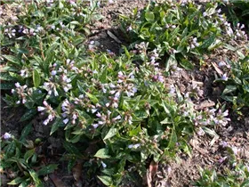  - Pulmonaria longifolia 'Roy Davidson'