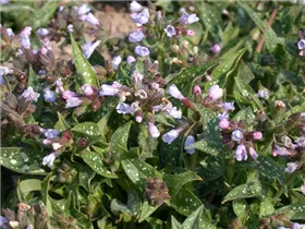  - Pulmonaria longifolia 'Roy Davidson'
