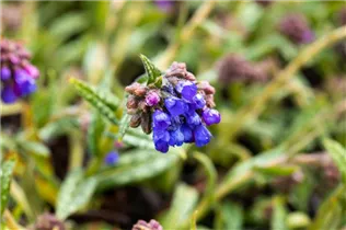  - Pulmonaria longifolia 'Silberspiegel'