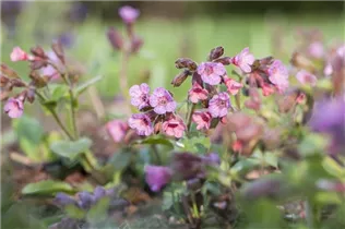 - Pulmonaria officinalis  - Pulmonaria officinalis