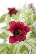 - Pulsatilla vulgaris 'Rote Glocke'  - Pulsatilla vulgaris 'Rote Glocke'
