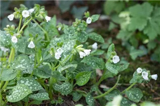 - Pulmonaria officinalis 'Ice Ballet'  - Pulmonaria officinalis 'Ice Ballet'