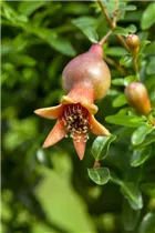 - Punica granatum  - Punica granatum