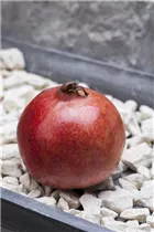 - Punica granatum  - Punica granatum