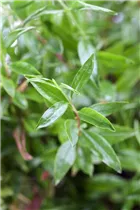 - Punica granatum 'Nana'  - Punica granatum 'Nana'