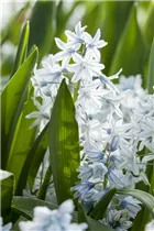 - Puschkinia scilloides var. libanotica  - Puschkinia scilloides var. libanotica