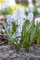 - Puschkinia scilloides var. libanotica  - Puschkinia scilloides var. libanotica