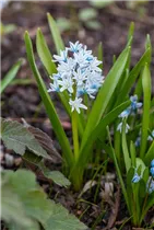 - Puschkinia scilloides var. libanotica  - Puschkinia scilloides var. libanotica