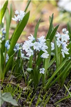 - Puschkinia scilloides var. libanotica  - Puschkinia scilloides var. libanotica