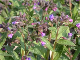  - Pulmonaria saccharata 'Lewis Palmer'