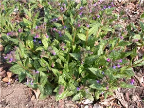  - Pulmonaria saccharata 'Lewis Palmer'