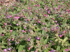 - Pulmonaria saccharata 'Mrs Moon'