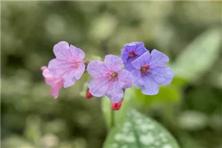  - Pulmonaria saccharata 'Mrs Moon'