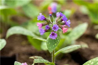  - Pulmonaria saccharata 'Mrs Moon'